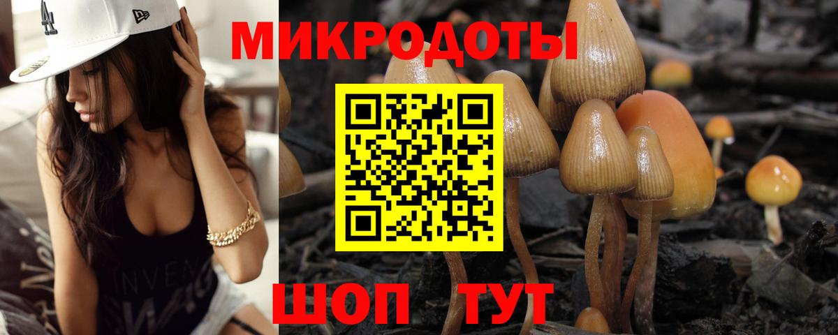 Псилоцибиновые грибы Psilocybe Камышин